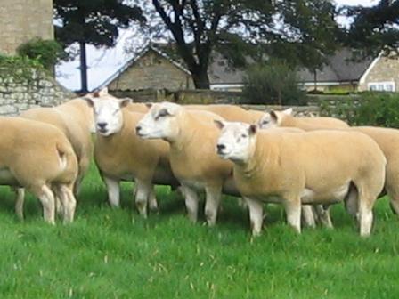 Texels at Cornhills Farm.